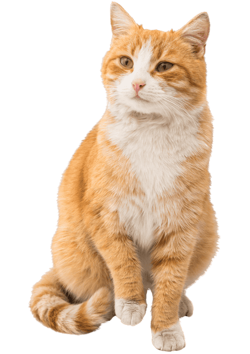 cat online veterinarian