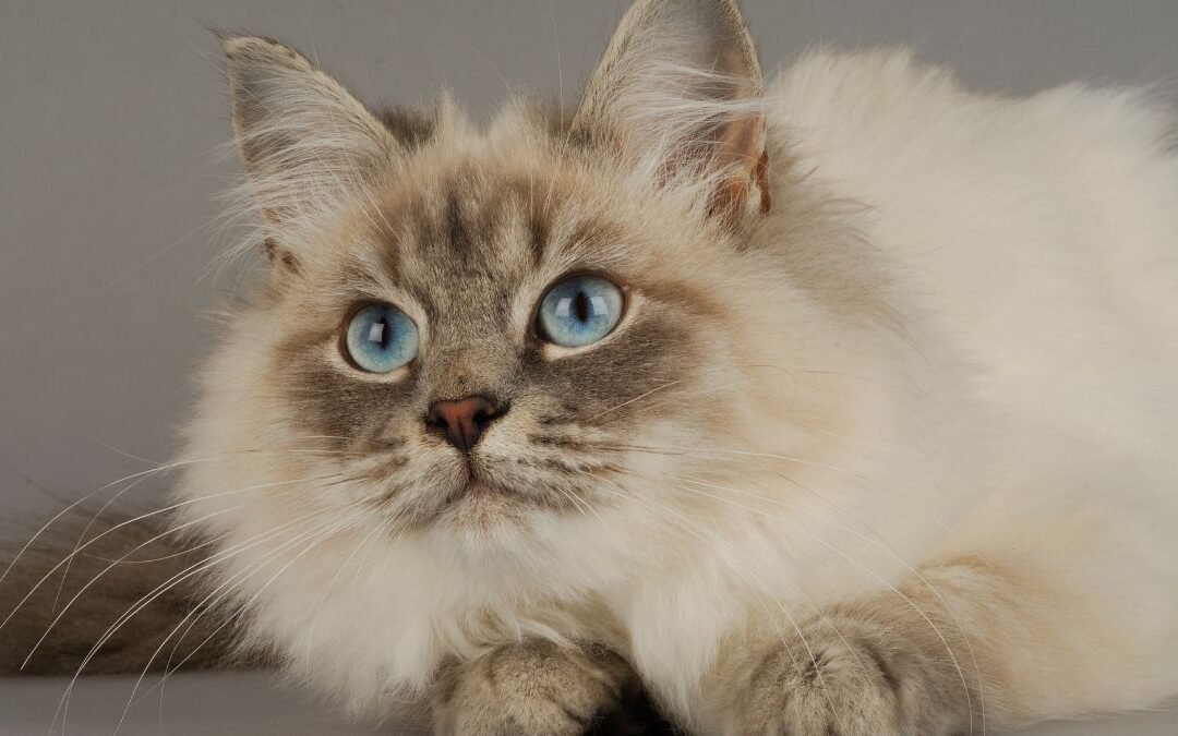 Cat Insurance & Wellness Guide for Cat Owners