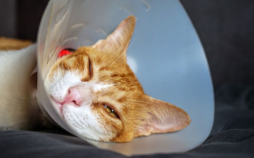 Why Your Cat Skips Meals Sometimes: A Normal Behavior Often Mistaken for Illness