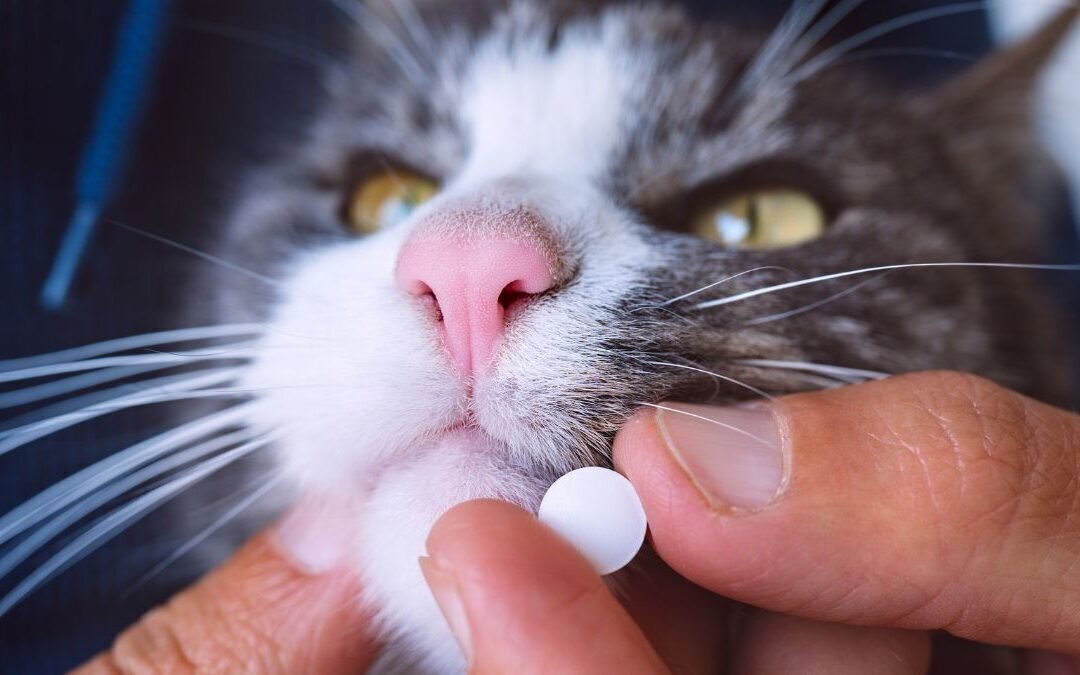Why Some Cats Sleep in Their Litter Box: A Common Behavior Often Mistaken for Illness