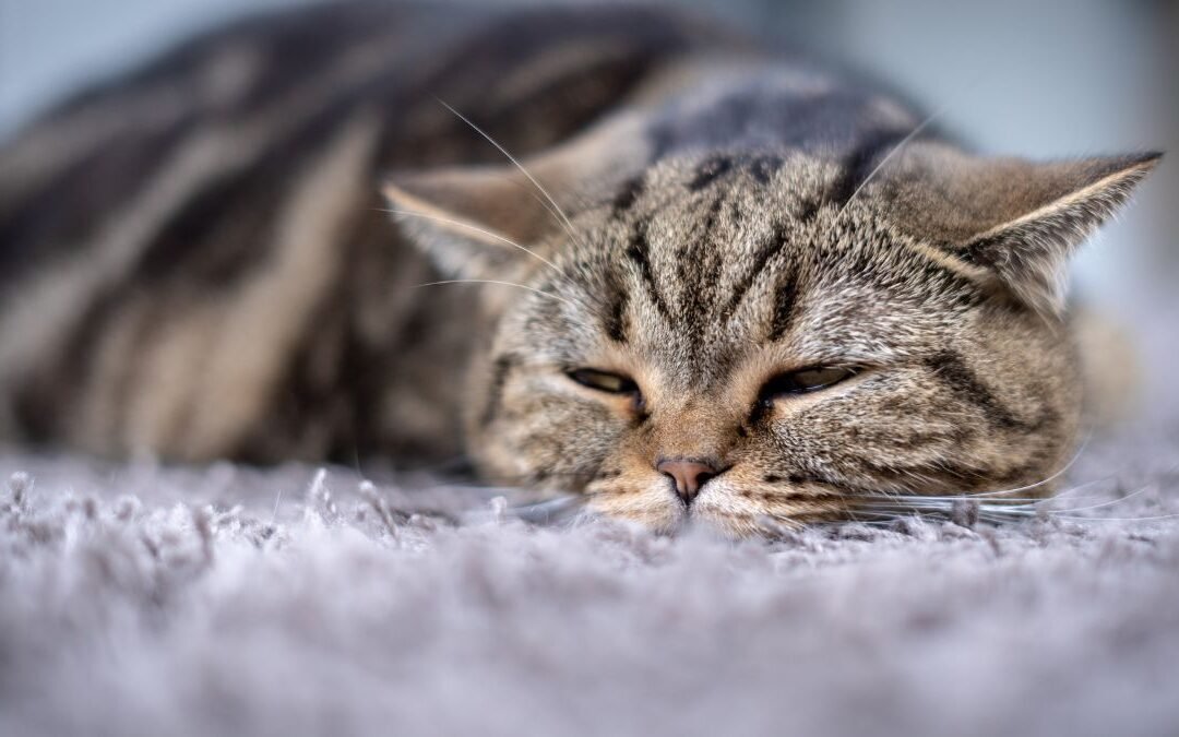 Why Occasional Hairball Vomiting Is Normal for Cats: A Commonly Misinterpreted Behavior