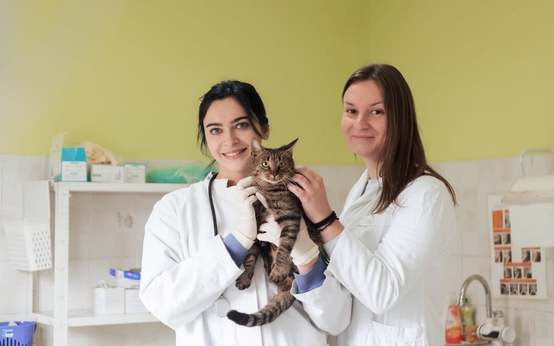 Cat Insurance Cancellation: When, Why, and How to Cancel Responsibly