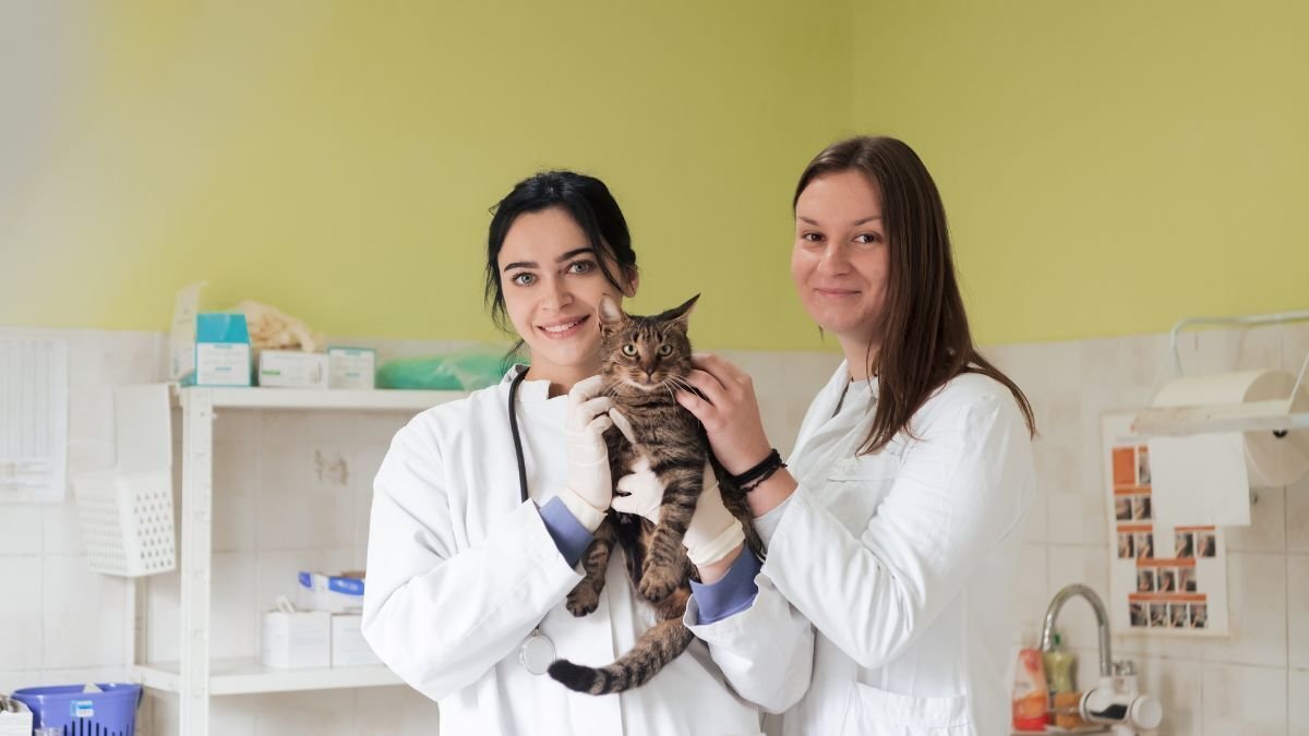 Cat Insurance Cancellation