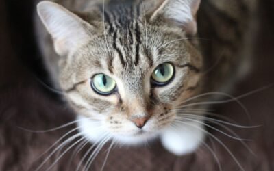 Choosing the Right Policy for Your Cat: A Guide to Tailored Pet Insurance