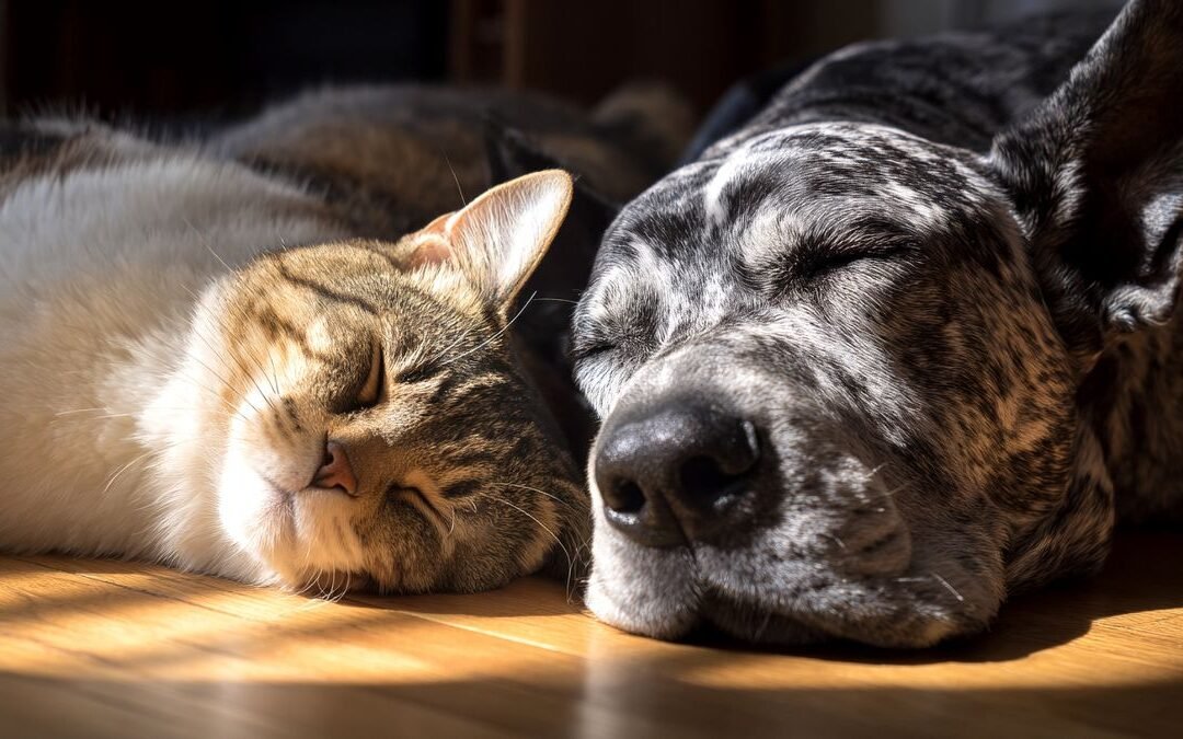 Understanding the Waiting Period in Cat Insurance Policies