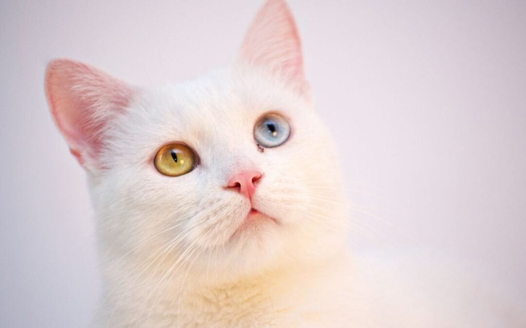 Top Pet Insurance Coverage for Cats in 2024: Our Expert Picks