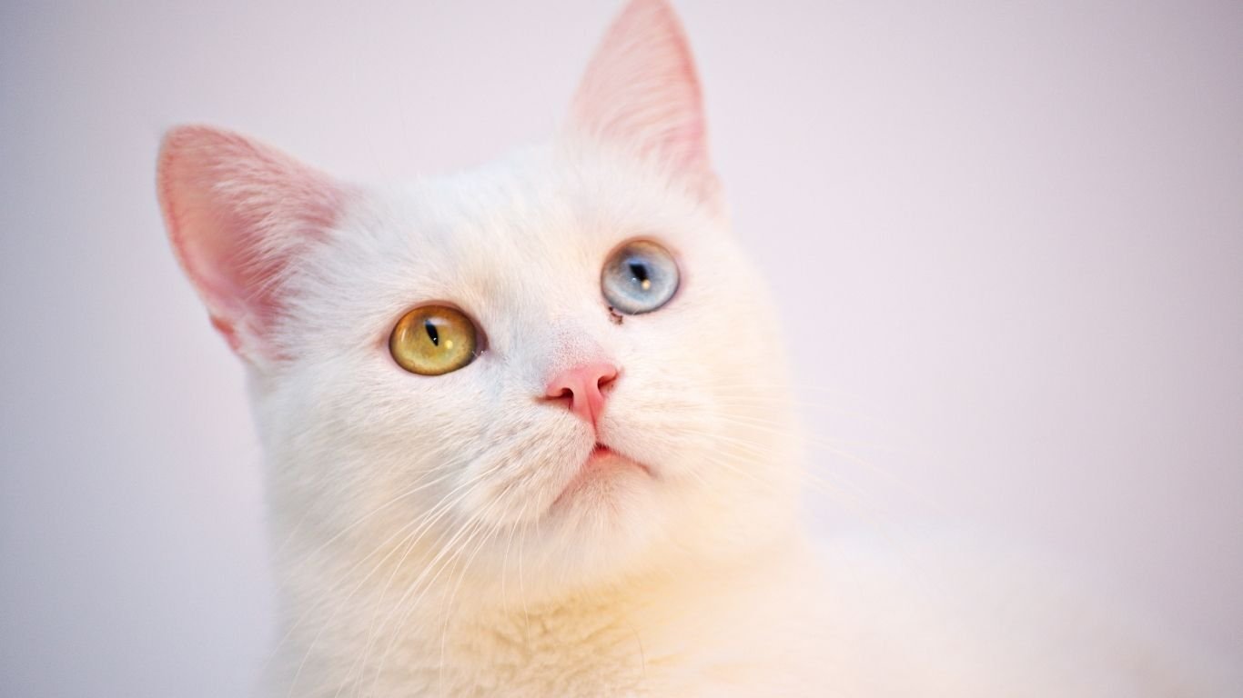 2024 Top Pet Insurance Coverage for Cats