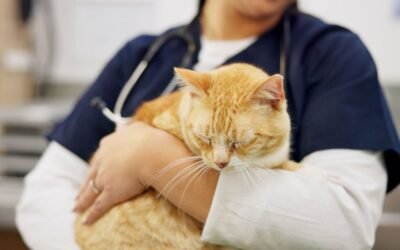 Cat Insurance Renewal: What Changes and What to Watch