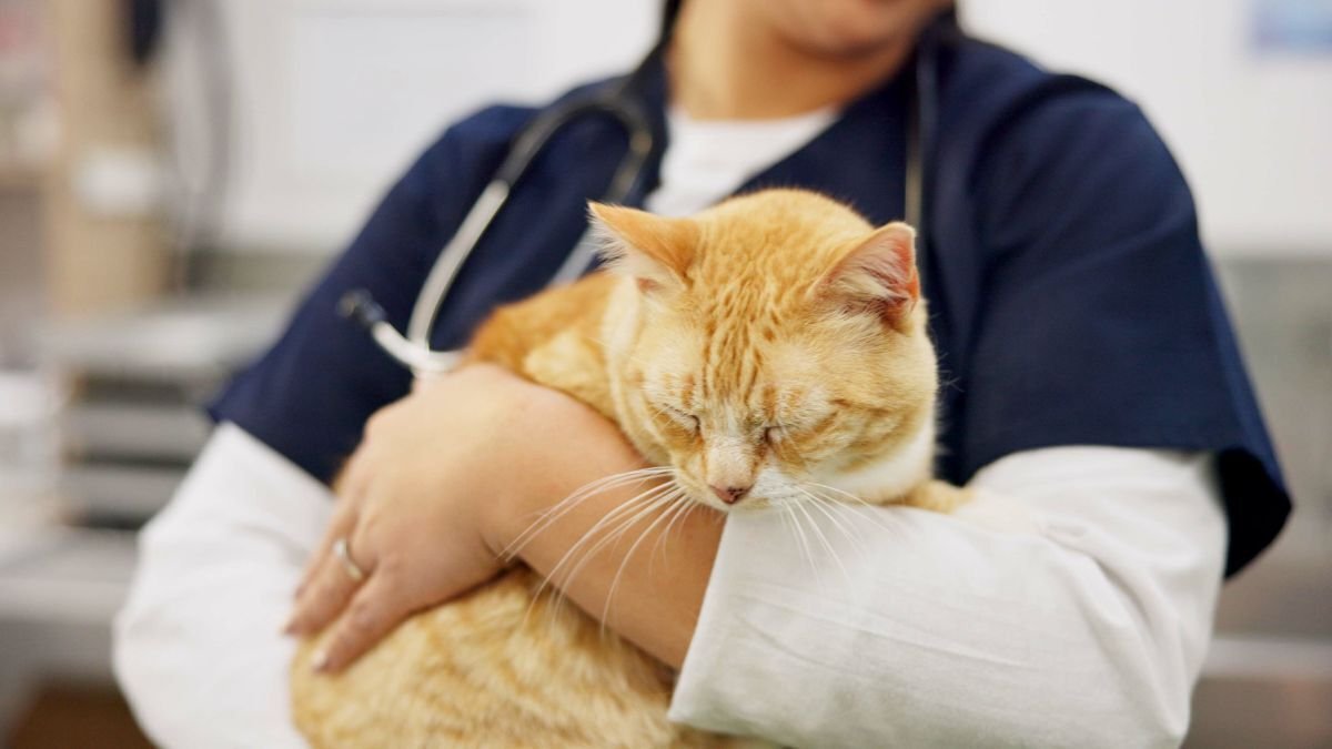 Cat Insurance Renewal