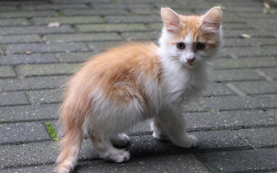 Understanding Surrender Value in Cat Insurance Policies