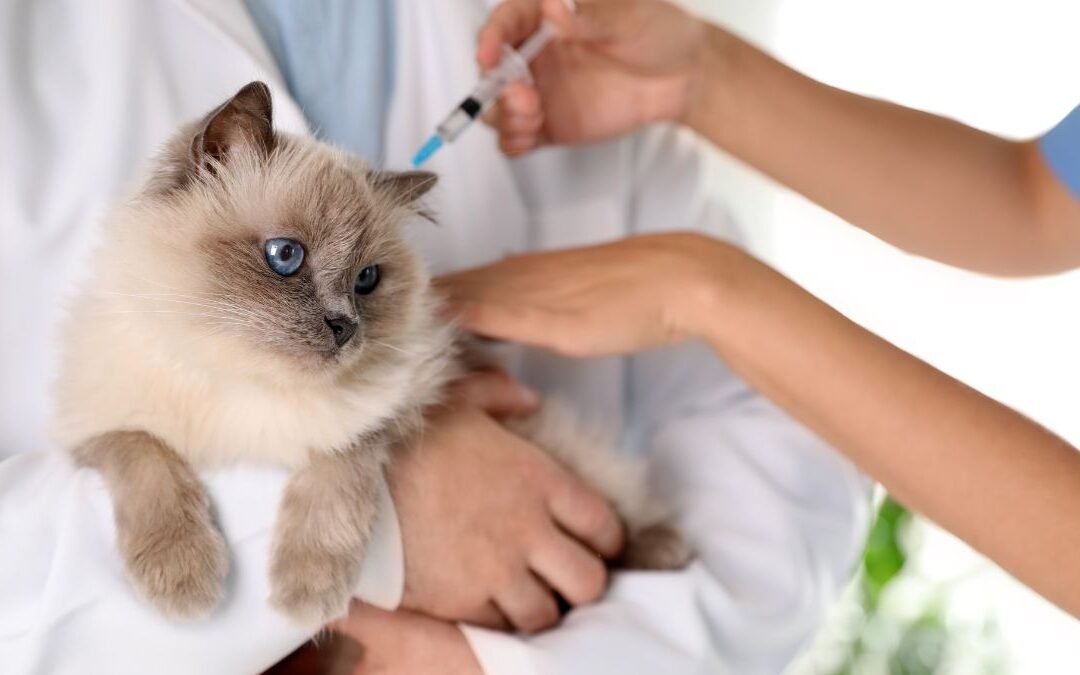 How Cat Insurance Companies Really Differ in Coverage
