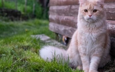 Understanding Cat Insurance Premiums and What Influences Them