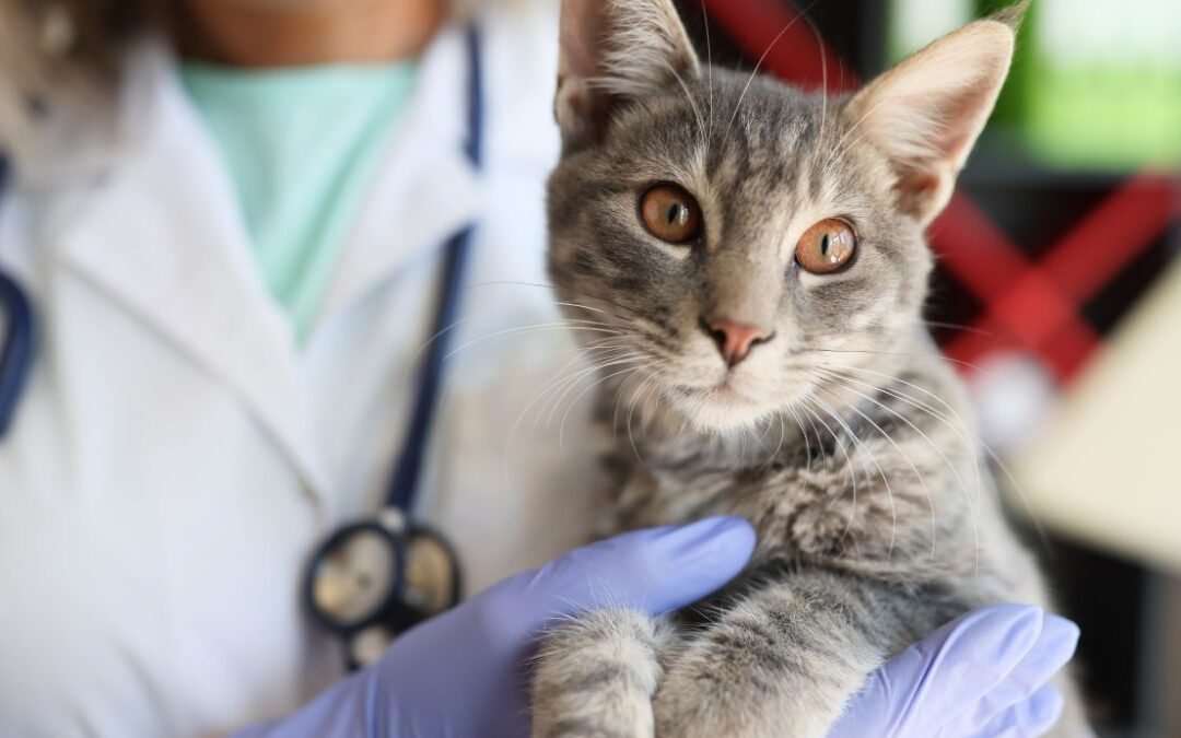 Understanding Underwriting in Cat Insurance Policies