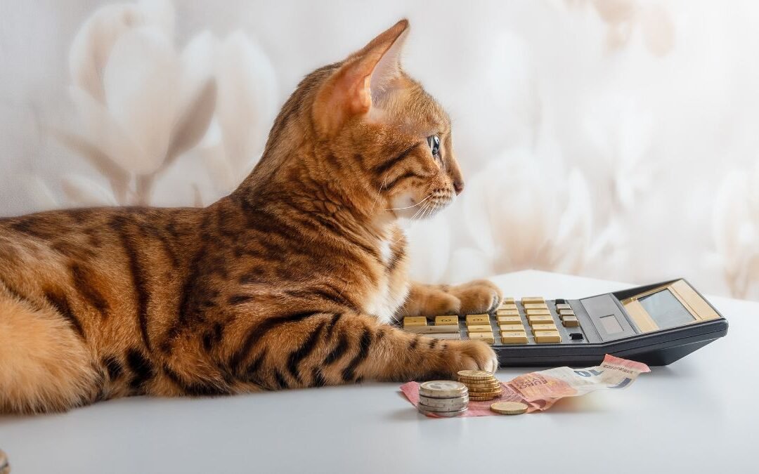 Cat Insurance Price Breakdown: What You Really Pay