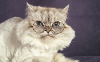 How to Get an Accurate Cat Insurance Quote