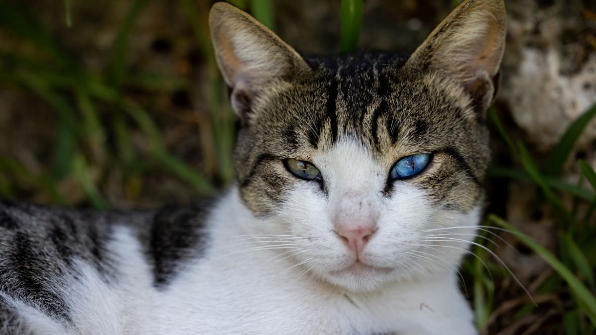 Disadvantages Cat Insurance