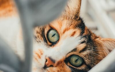 Should You Buy Cat Insurance Through an Agency?