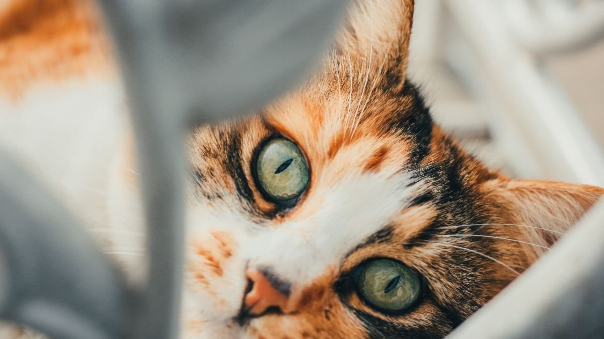 Cat Insurance Agency