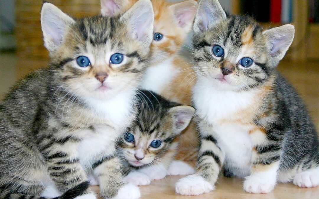 Finding the Right Cat Insurance Agents Near Me