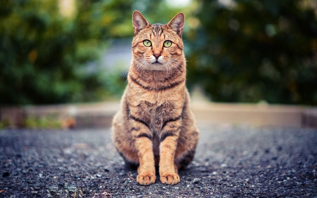 What Happens When Your Cat Insurance Policy Lapses?