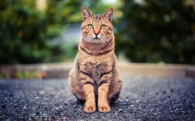 What Happens When Your Cat Insurance Policy Lapses?