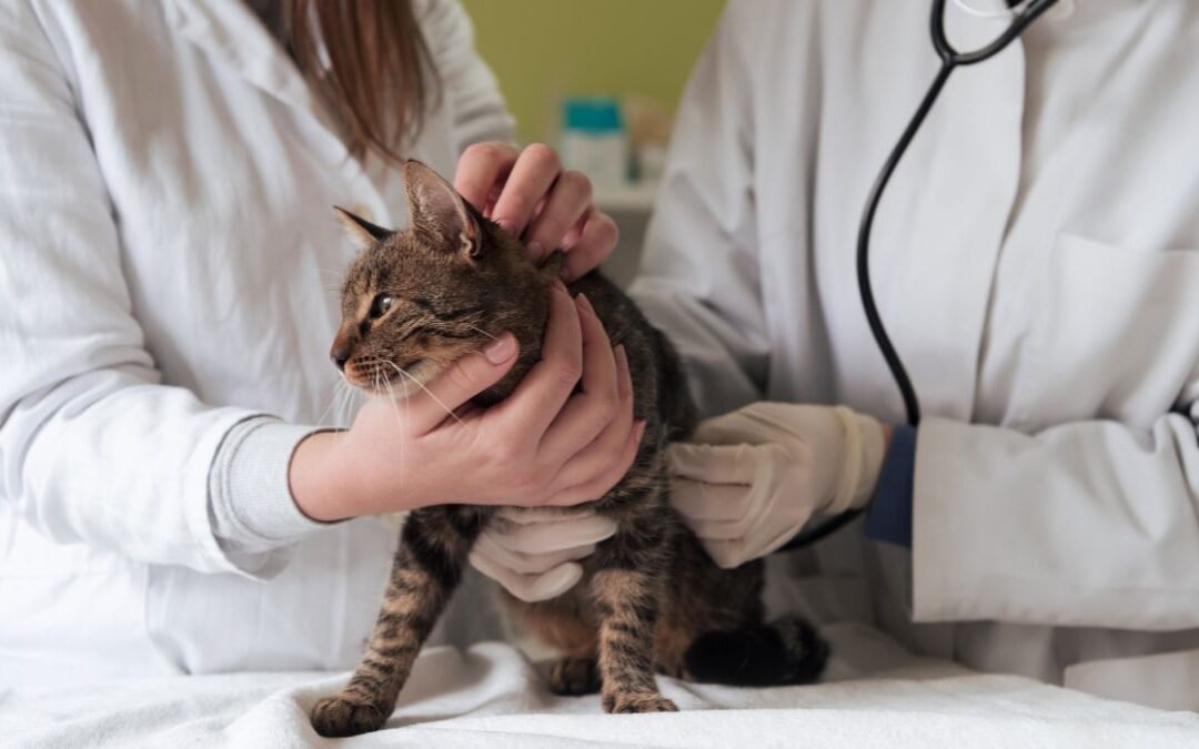 Breaking Down the Real Cost of Cat Insurance