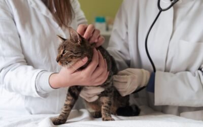 Breaking Down the Real Cost of Cat Insurance