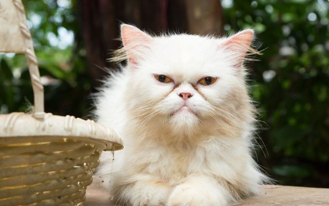 How to Choose the Best Cat Insurance Plan for Your Pet