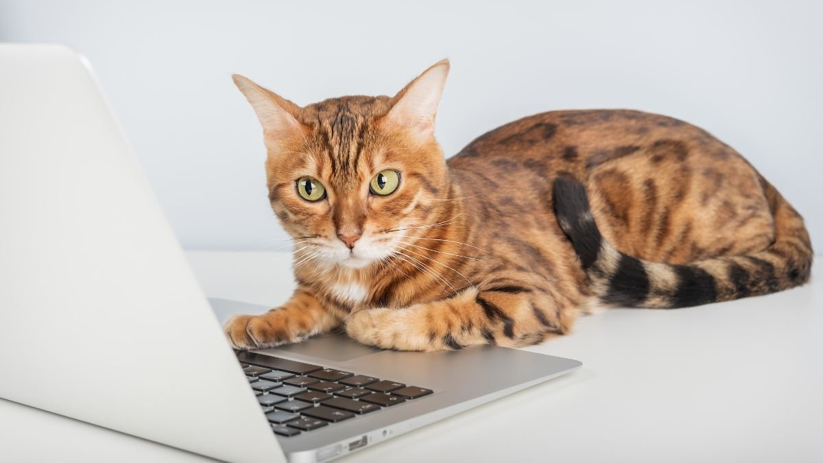 Deductible Cat Insurance