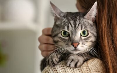 Understanding the Limitations of Cat Insurance Policies