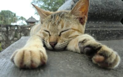 Pre-Existing Conditions in Cat Insurance: What You Must Know