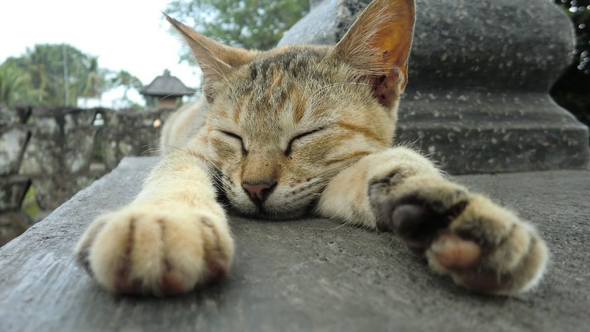 Pre-Existing Conditions Cat Insurance