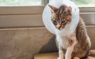 Beneficiaries in Cat Insurance: What It Means and When It Matters