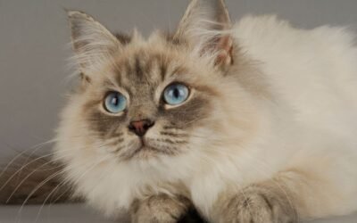 How to File a Cat Insurance Claim and Get Reimbursed Faster