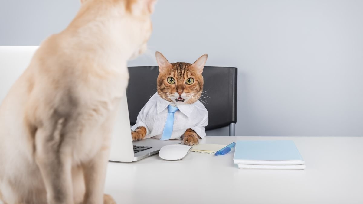 Fraud Prevention Cat Insurance