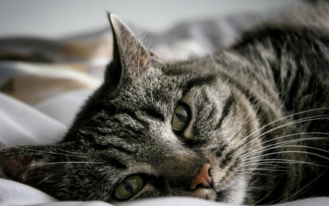 Policy Duration in Cat Insurance: What It Means for Long-Term Coverage