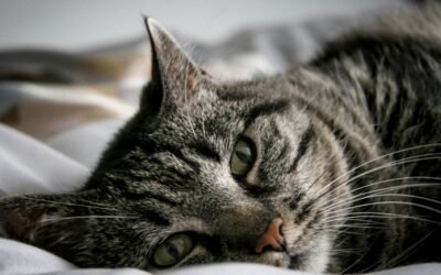 Policy Duration in Cat Insurance: What It Means for Long-Term Coverage