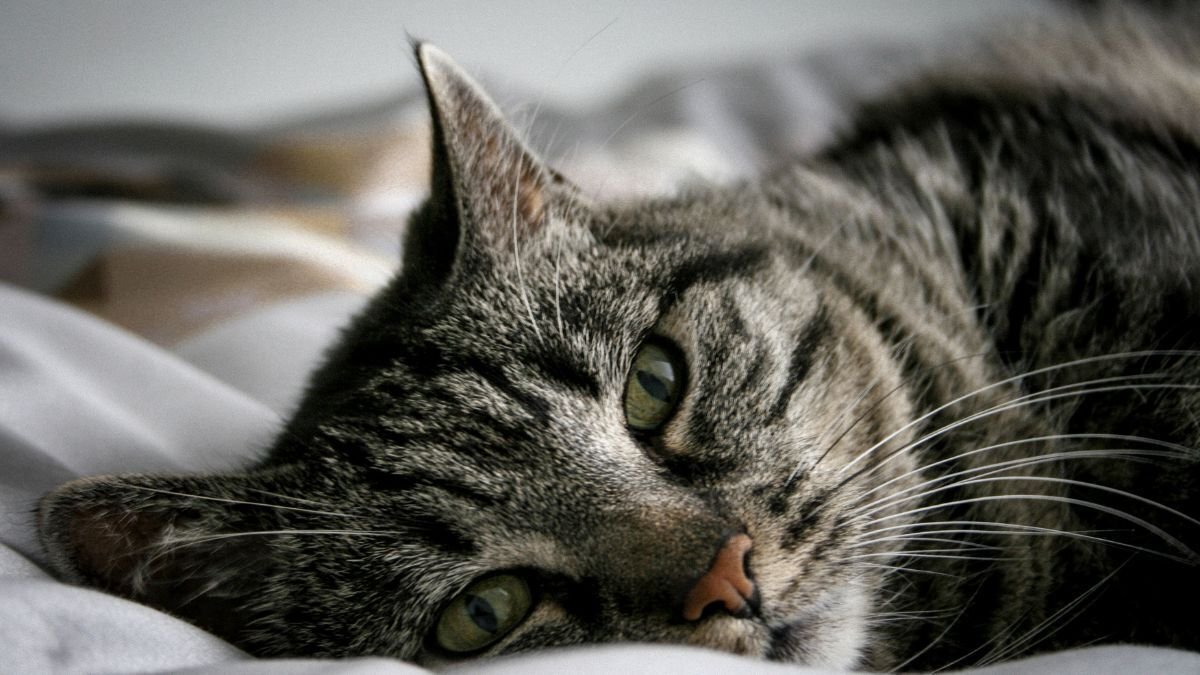 Policy Duration Cat Insurance