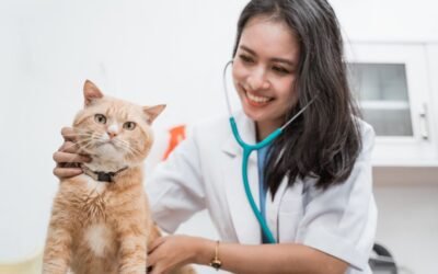 Understanding Premium Hikes in Cat Insurance: What Cat Owners Should Know