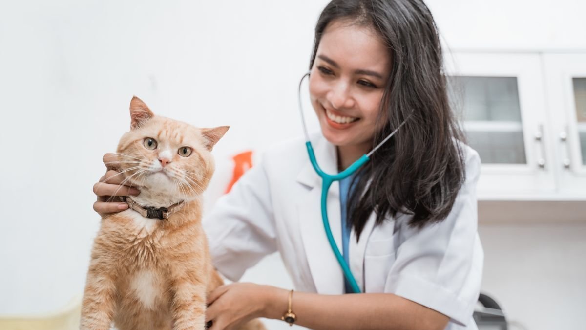 Premium Hikes Cat Insurance