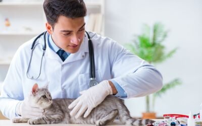Why Cat Insurance Claims Get Denied — And How to Avoid It