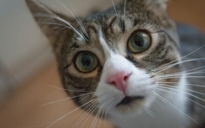 Cat Insurance: How It Works and Why It Matters