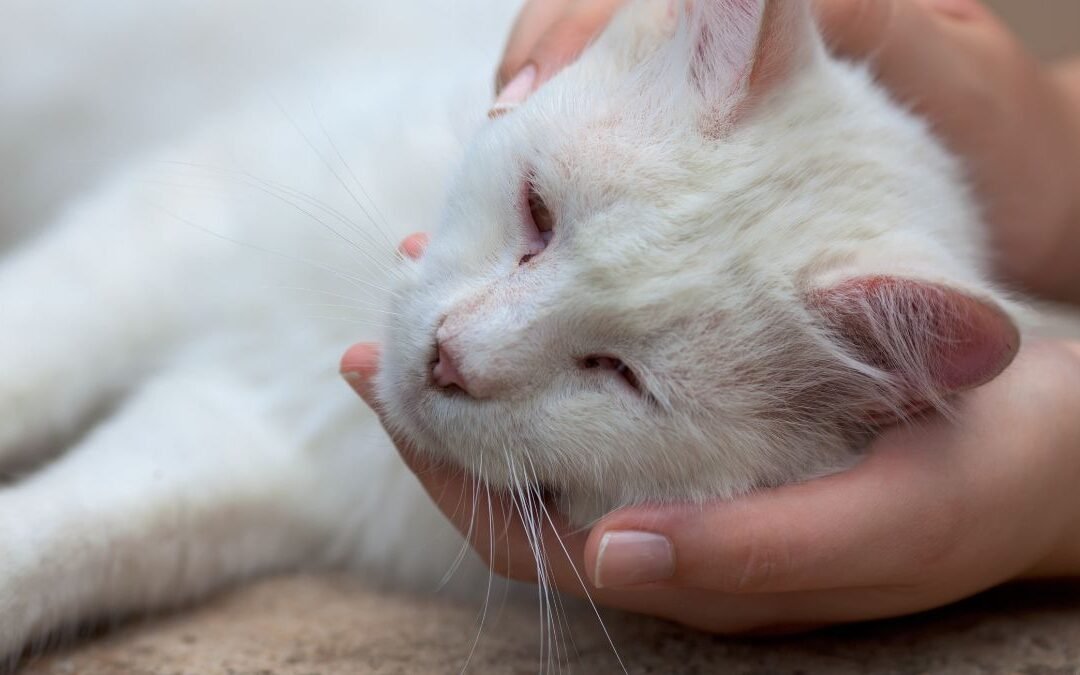 The Real Meaning of Cat Insurance for Today’s Pet Owners