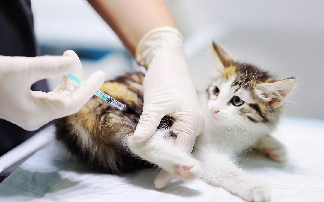 How Risk Assessment Shapes Your Cat Insurance Policy