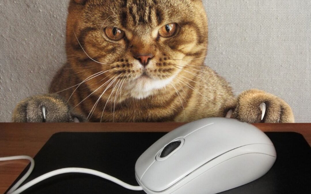 Cat Insurance Policy Comparison: How to Choose the Best Fit