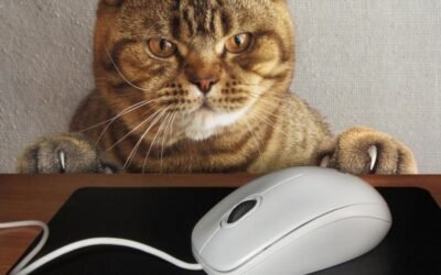 Cat Insurance Policy Comparison: How to Choose the Best Fit