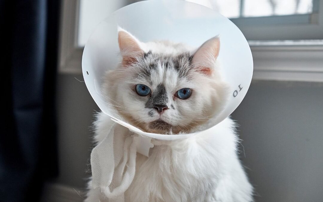 Top Benefits of Cat Insurance Every Owner Should Know