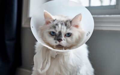 Top Benefits of Cat Insurance Every Owner Should Know