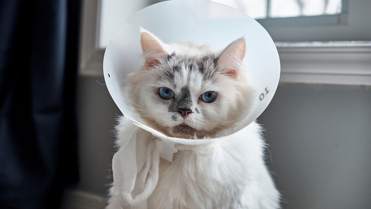 Benefits Cat Insurance