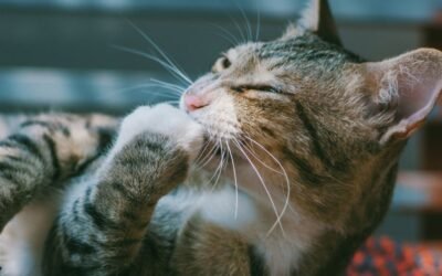 Understanding Exclusions in Cat Insurance Policies